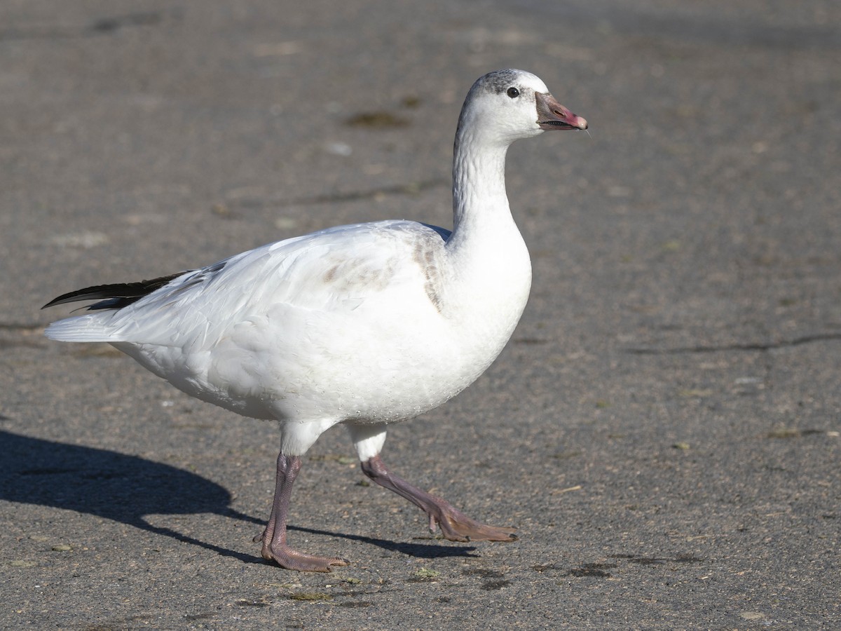 Ross's Goose - ML646850925