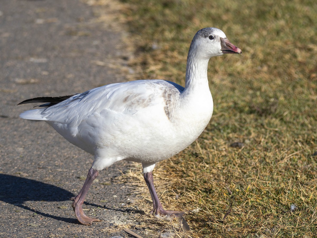 Ross's Goose - ML646850926