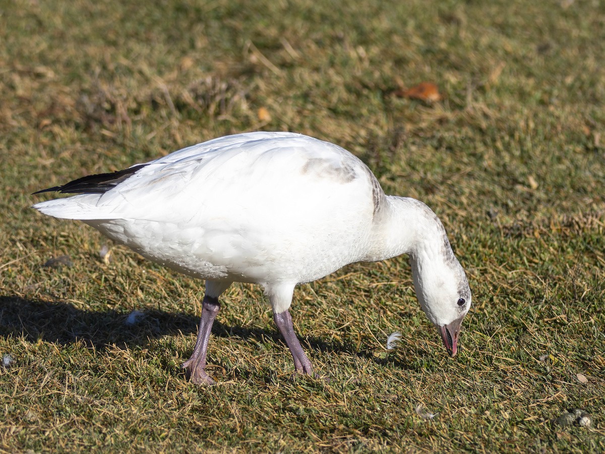 Ross's Goose - ML646850927