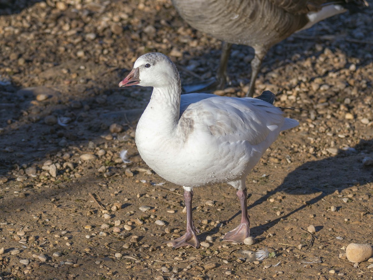 Ross's Goose - ML646850928
