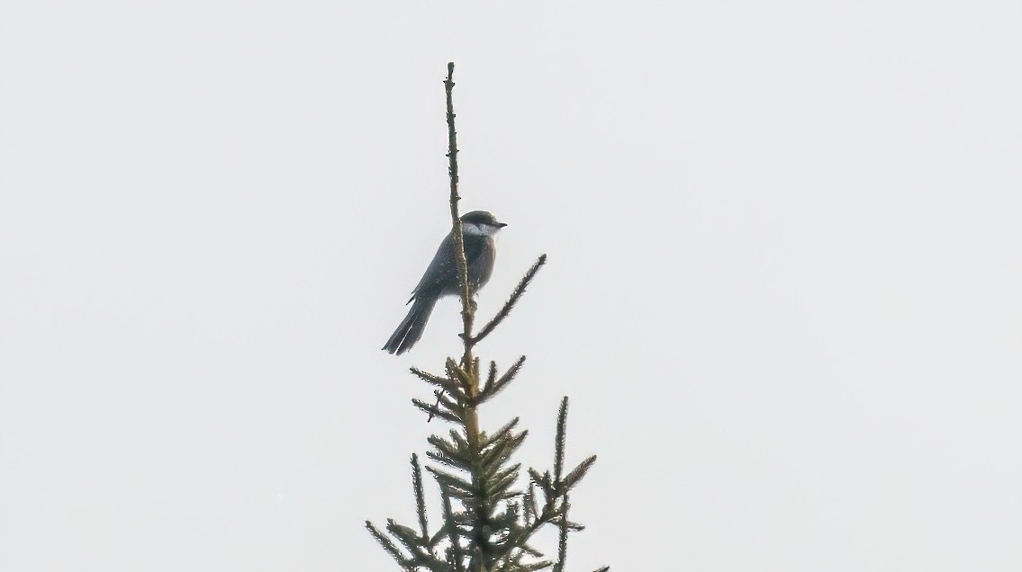 Canada Jay - ML646850929