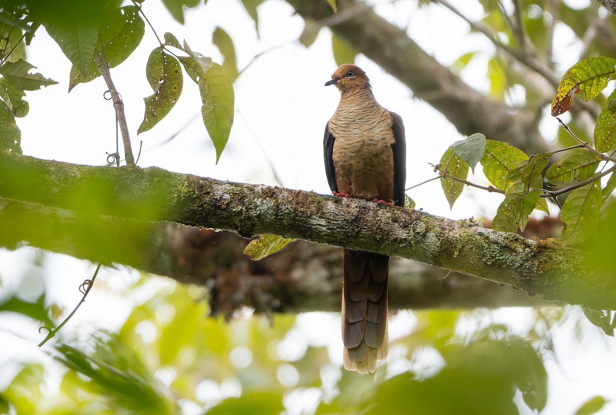 Amboyna Cuckoo-Dove - ML646850930