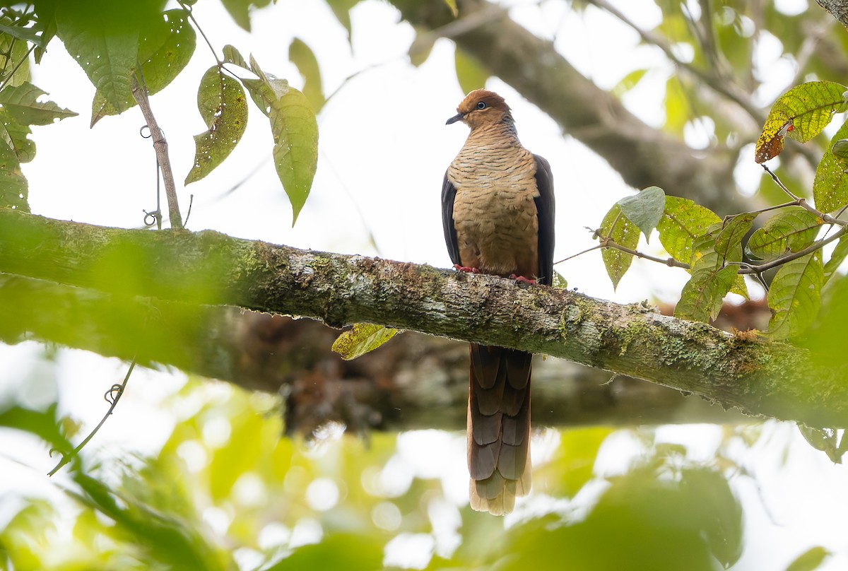 Amboyna Cuckoo-Dove - ML646850931