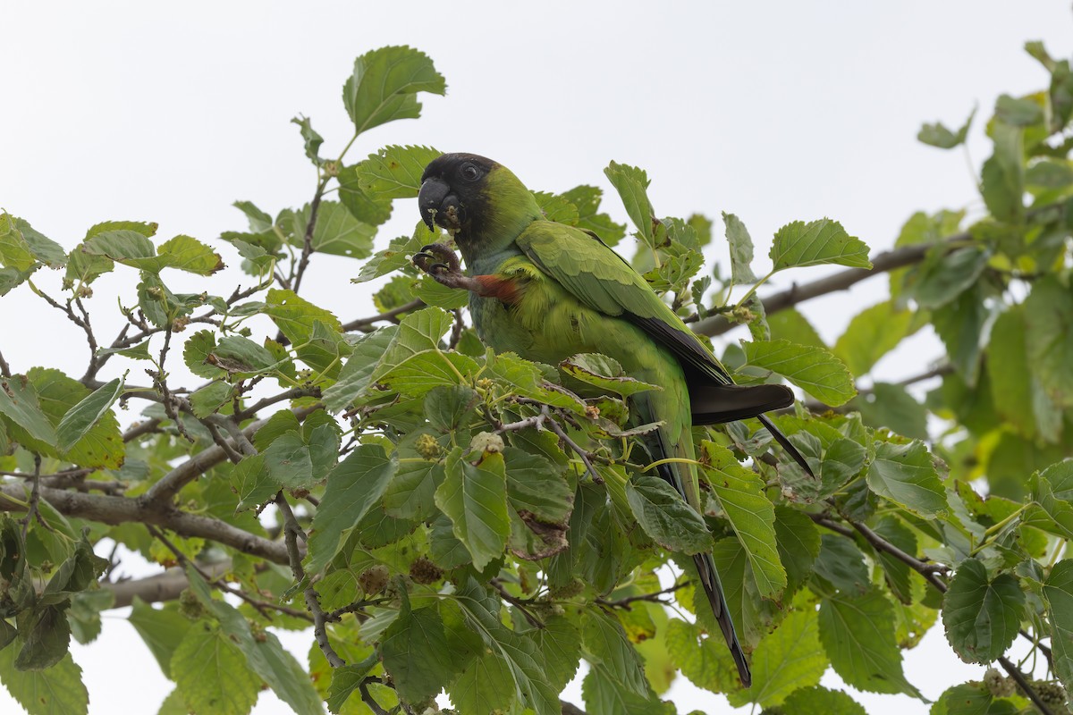 Nandaysittich - ML646850934