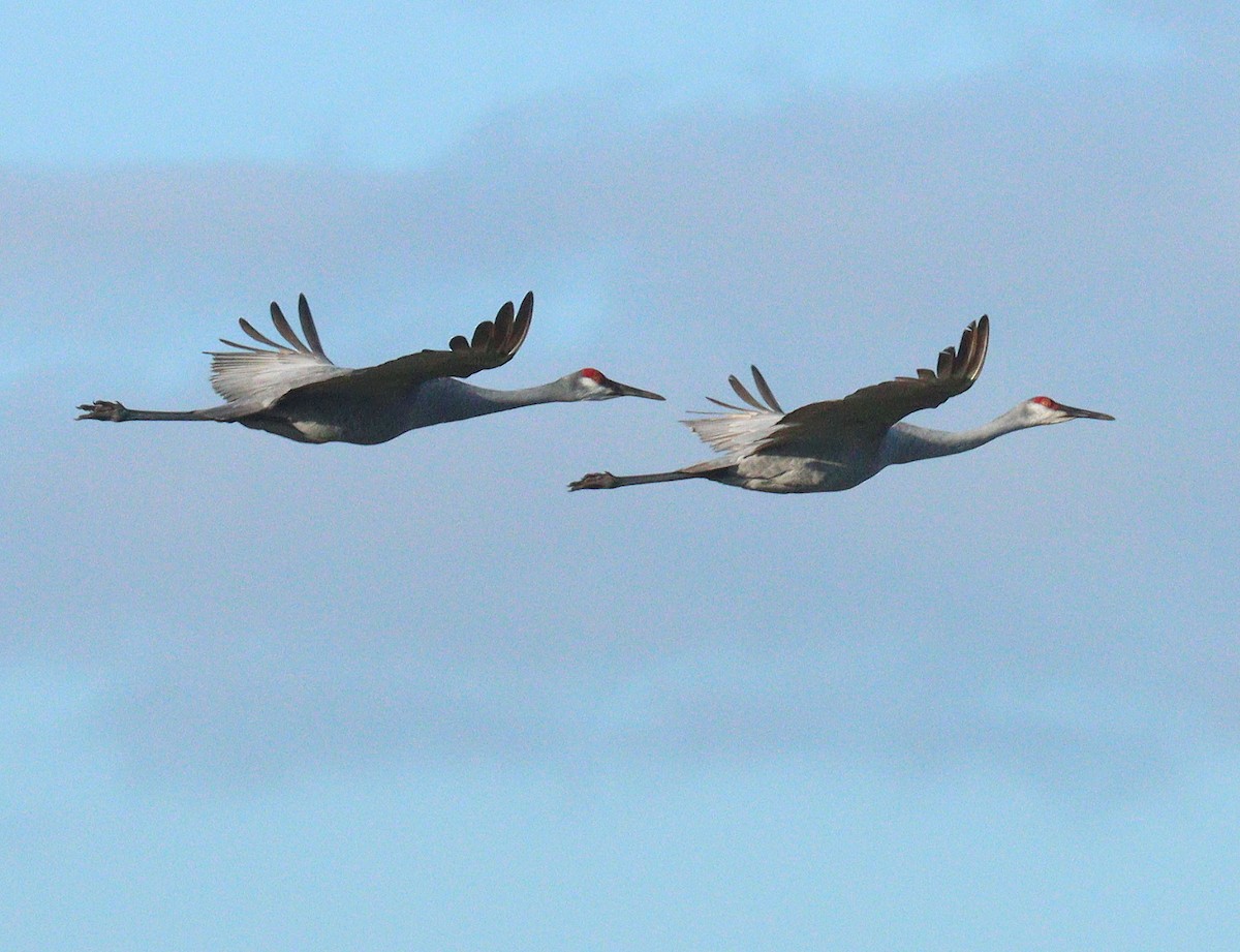 Sandhill Crane - ML646850936