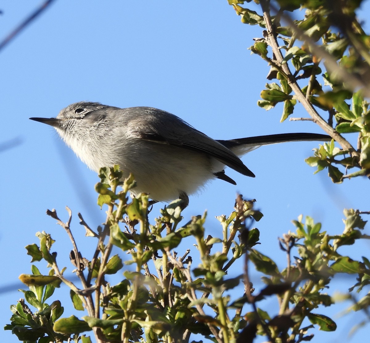 Blue-gray Gnatcatcher - ML646850937