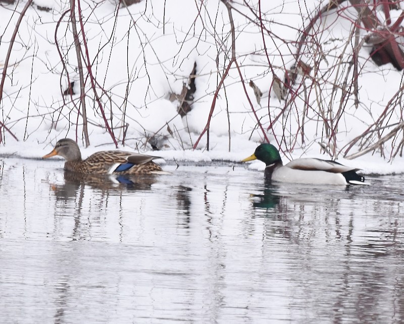 Крижень звичайний - ML646850947