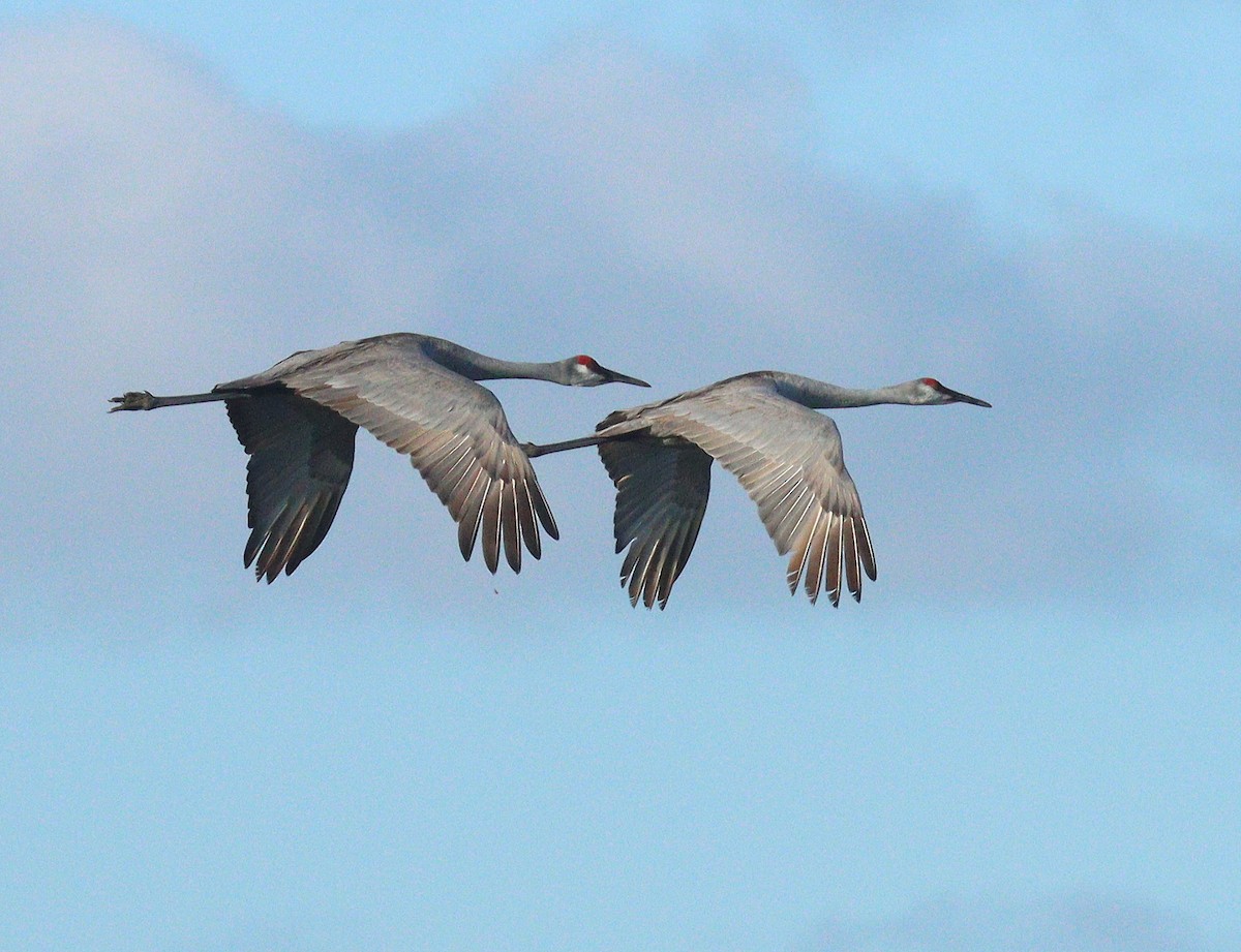 Sandhill Crane - ML646850949