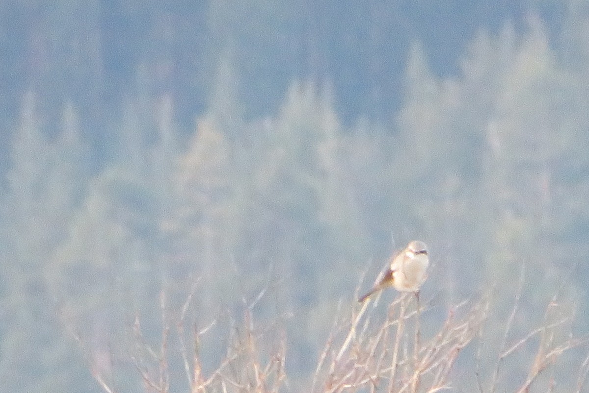 Northern Shrike - ML646850952