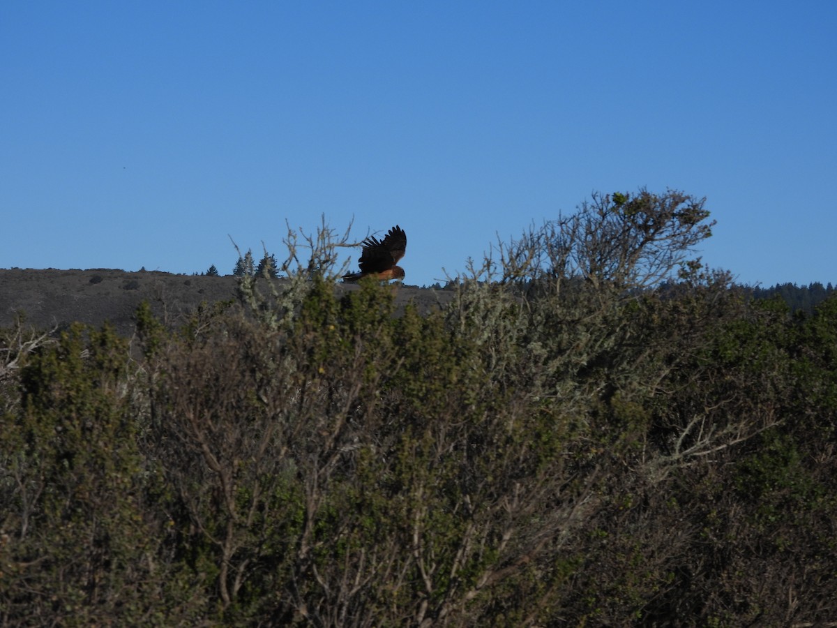 Лунь американський - ML646850961