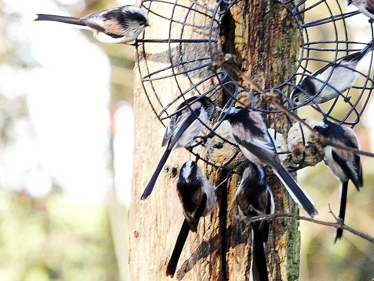 Long-tailed Tit - ML646850962