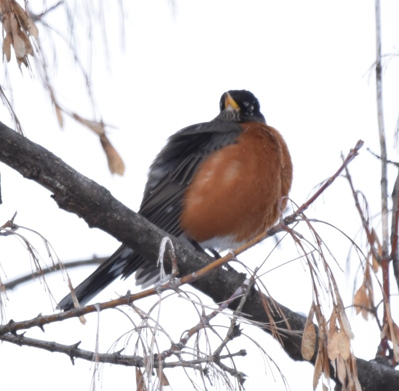 Дрізд мандрівний - ML646850966