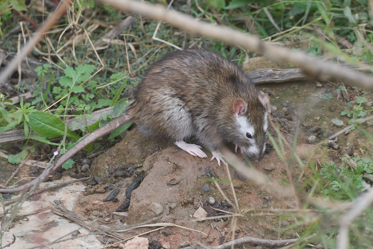Brown Rat - ML646850968