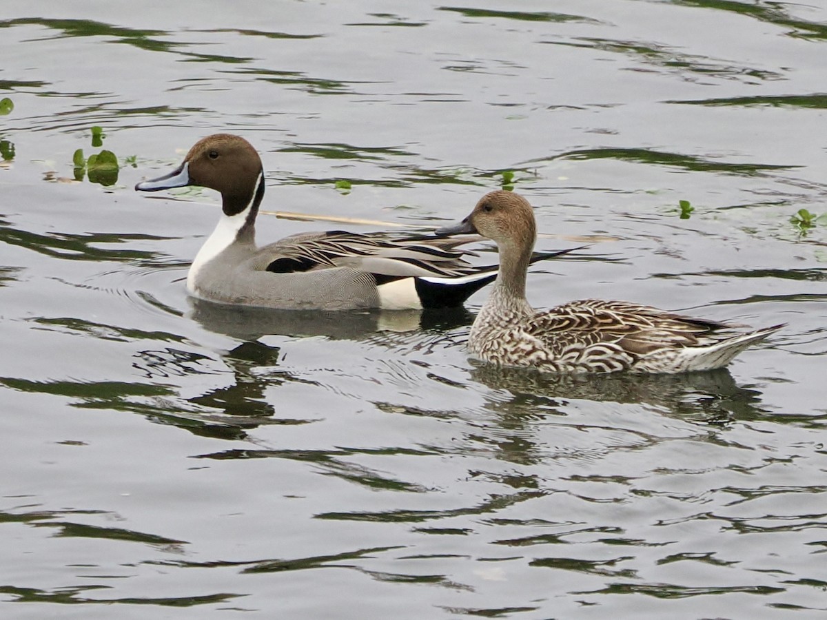 Codone - ML646850971