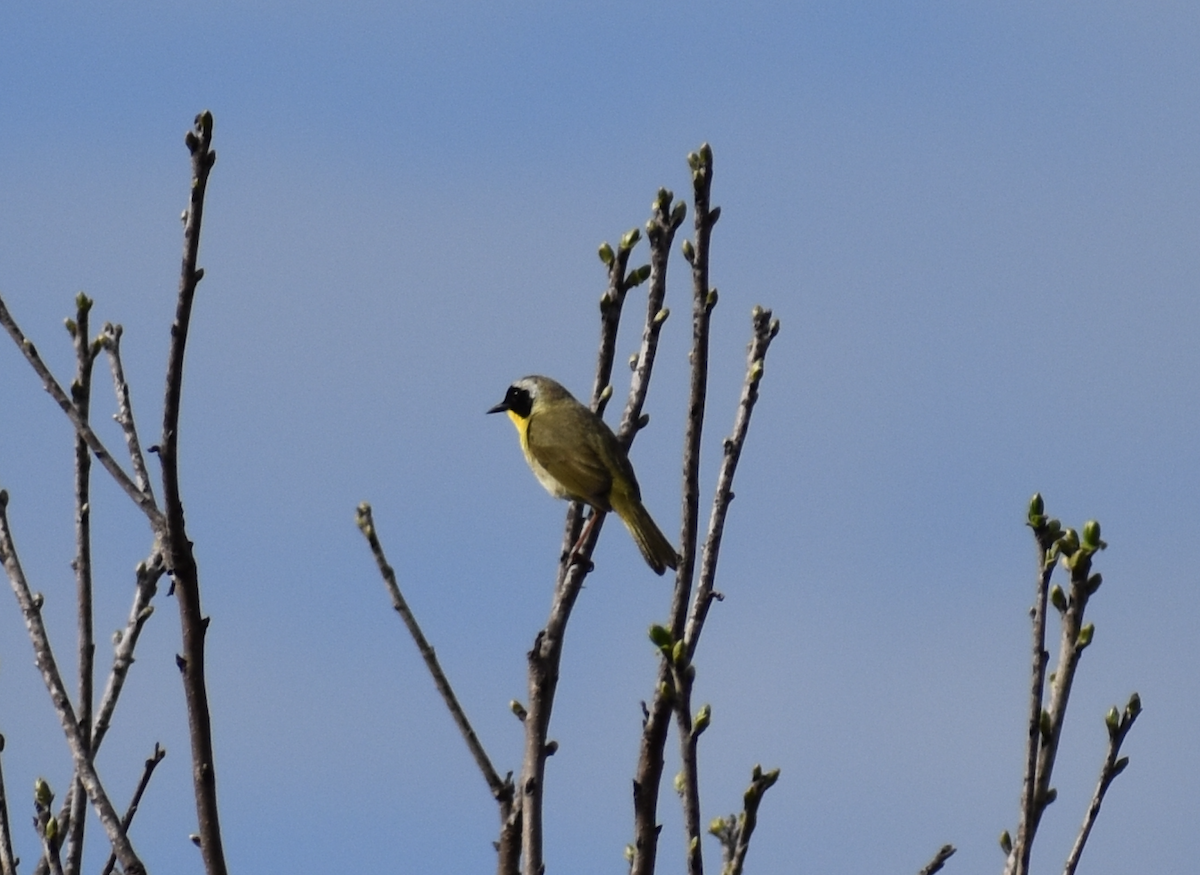 Common Yellowthroat - ML646850972