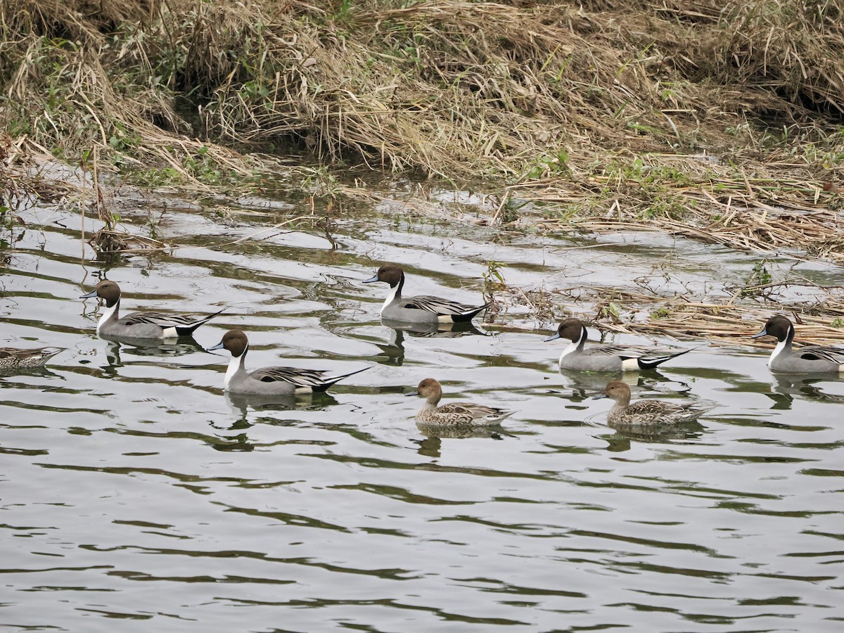 Codone - ML646850973