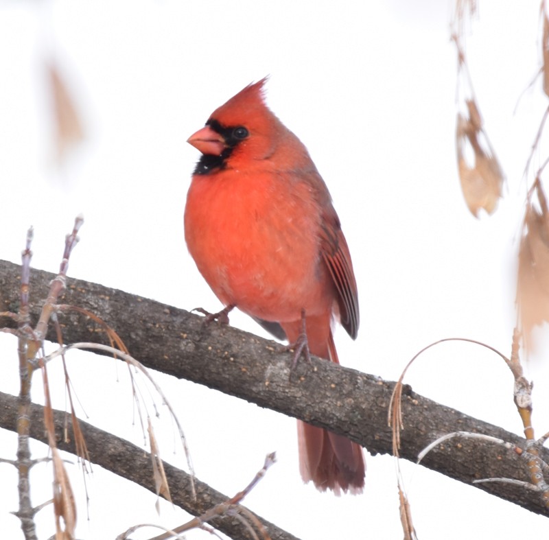 Кардинал червоний - ML646850976