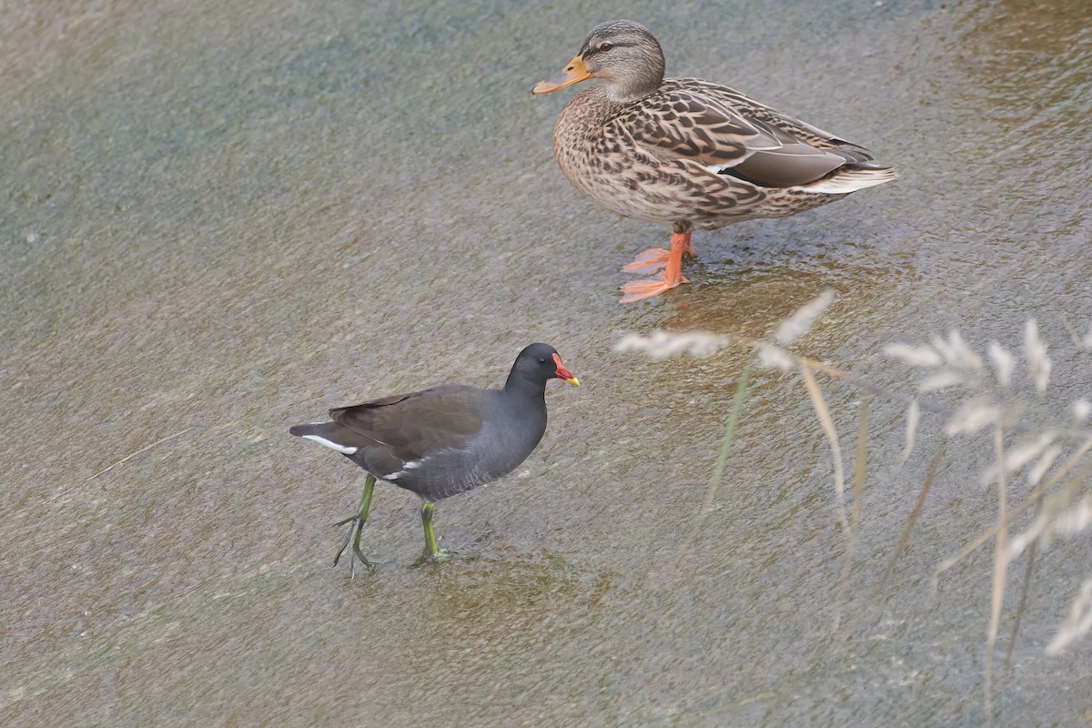 Eurasian Moorhen - ML646850977