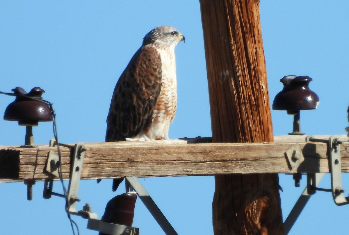 Ferruginous Hawk - ML646850982