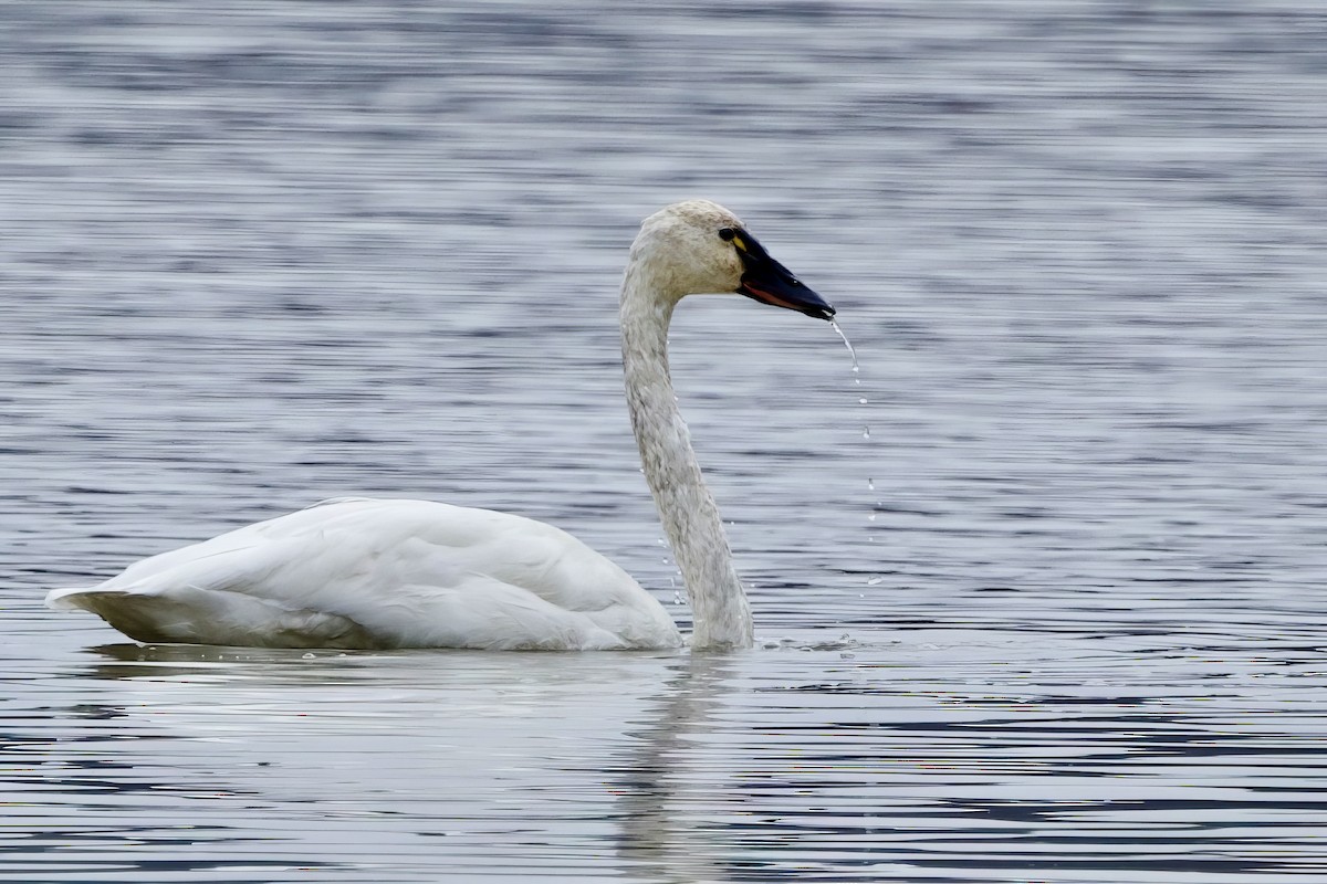 小天鵝 - ML646850987