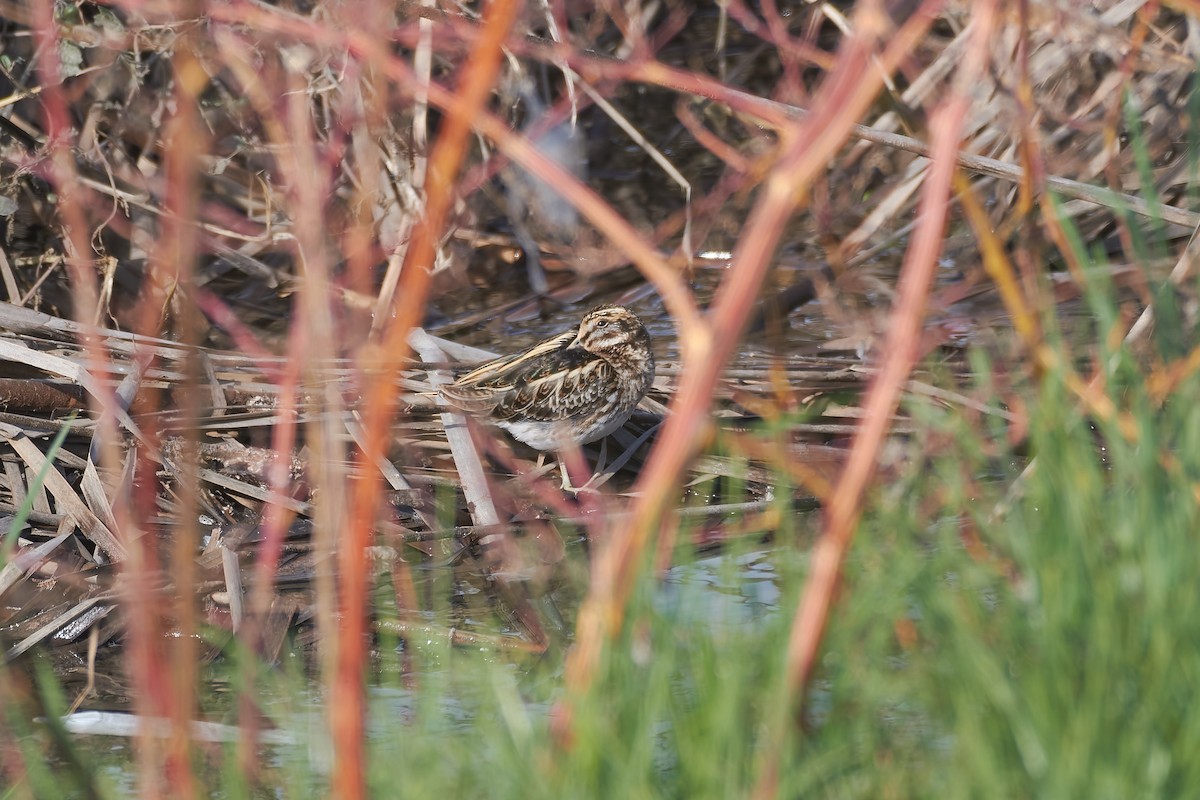Jack Snipe - ML646850991