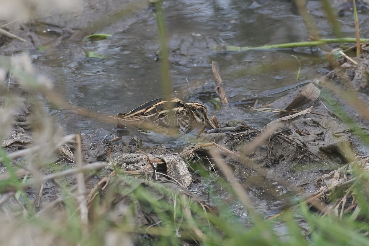 Jack Snipe - ML646850992