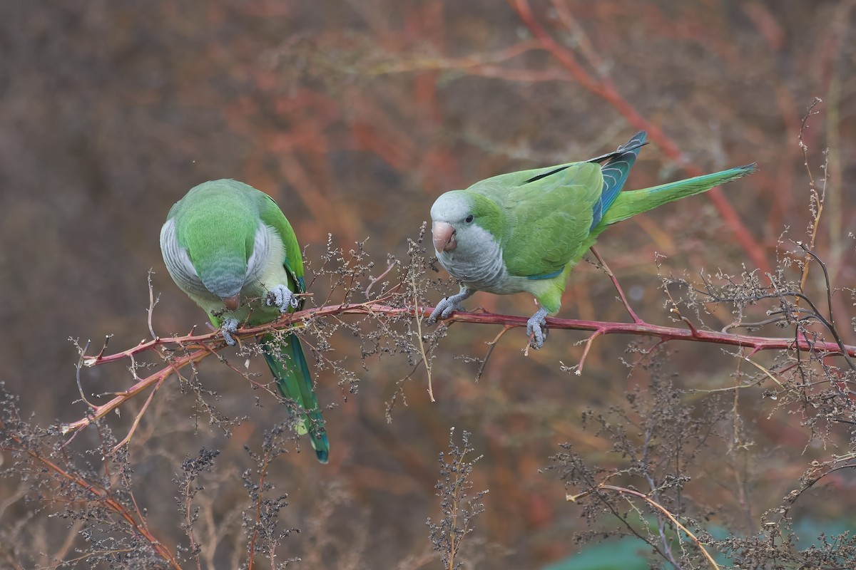 Monk Parakeet - ML646850998