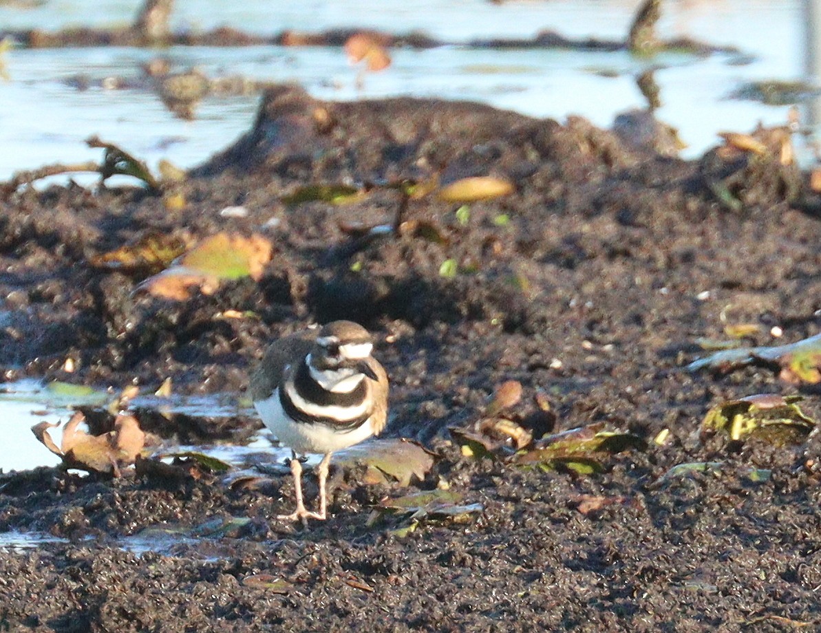 Killdeer - ML646851000