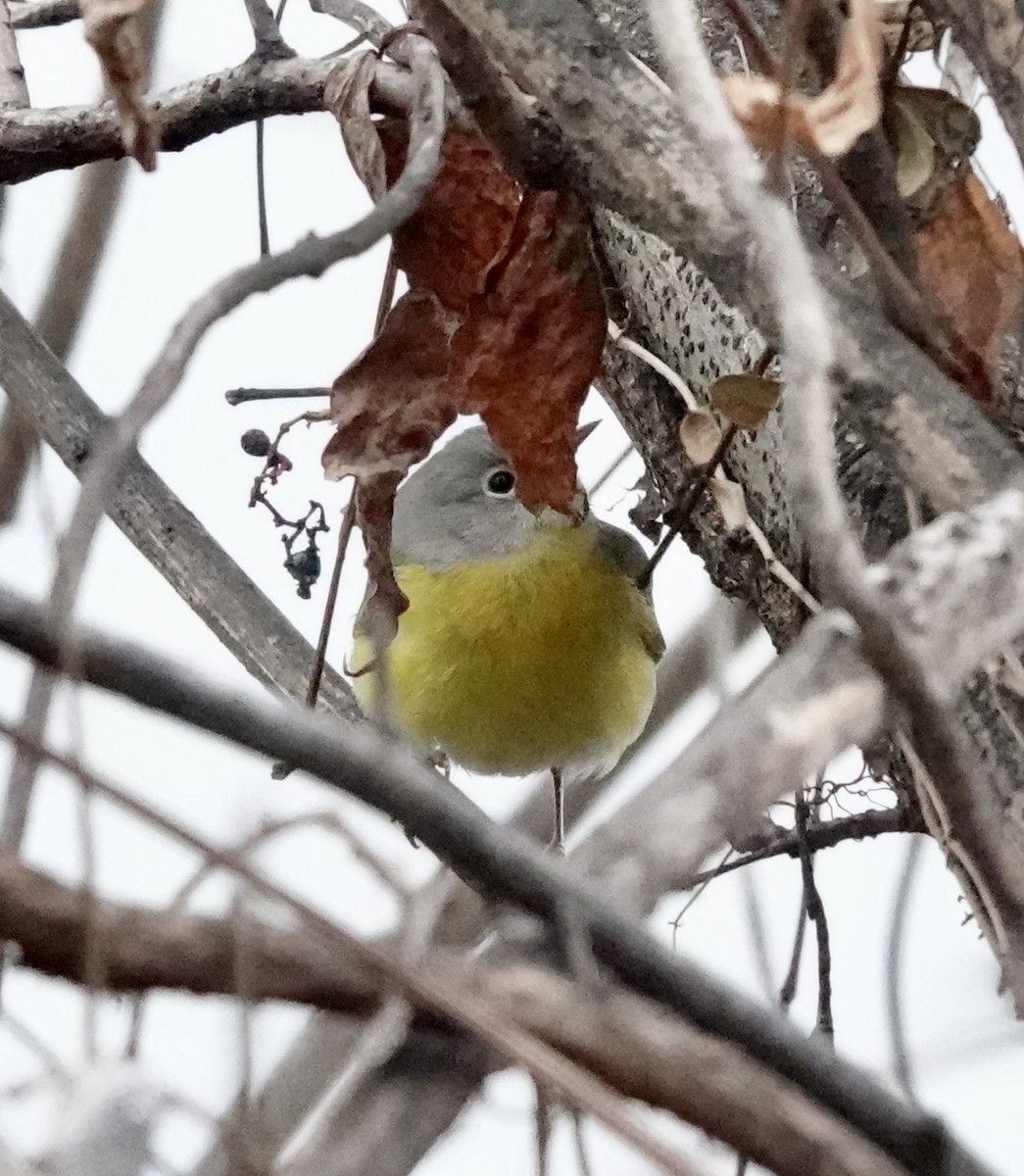 Nashville Warbler - ML646851001