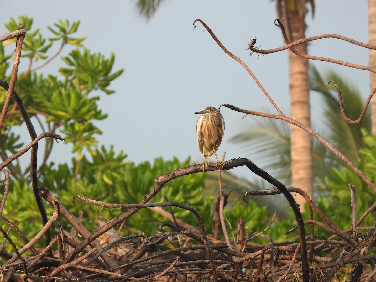 Индийская прудовая цапля - ML646851007