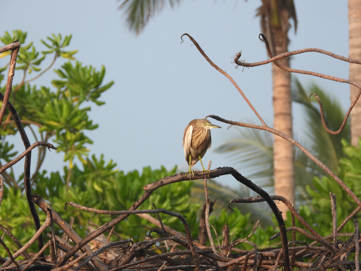 Индийская прудовая цапля - ML646851009