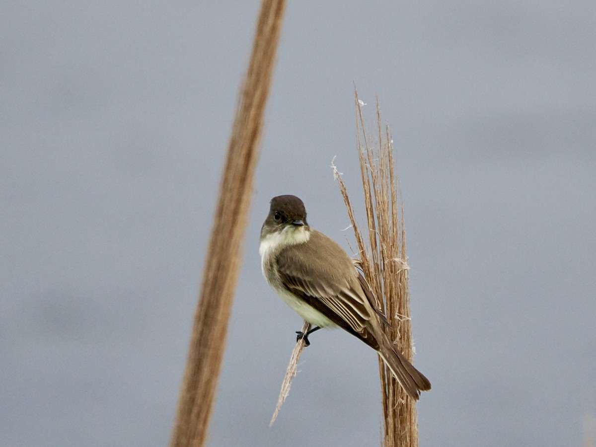 Eastern Phoebe - ML646851013