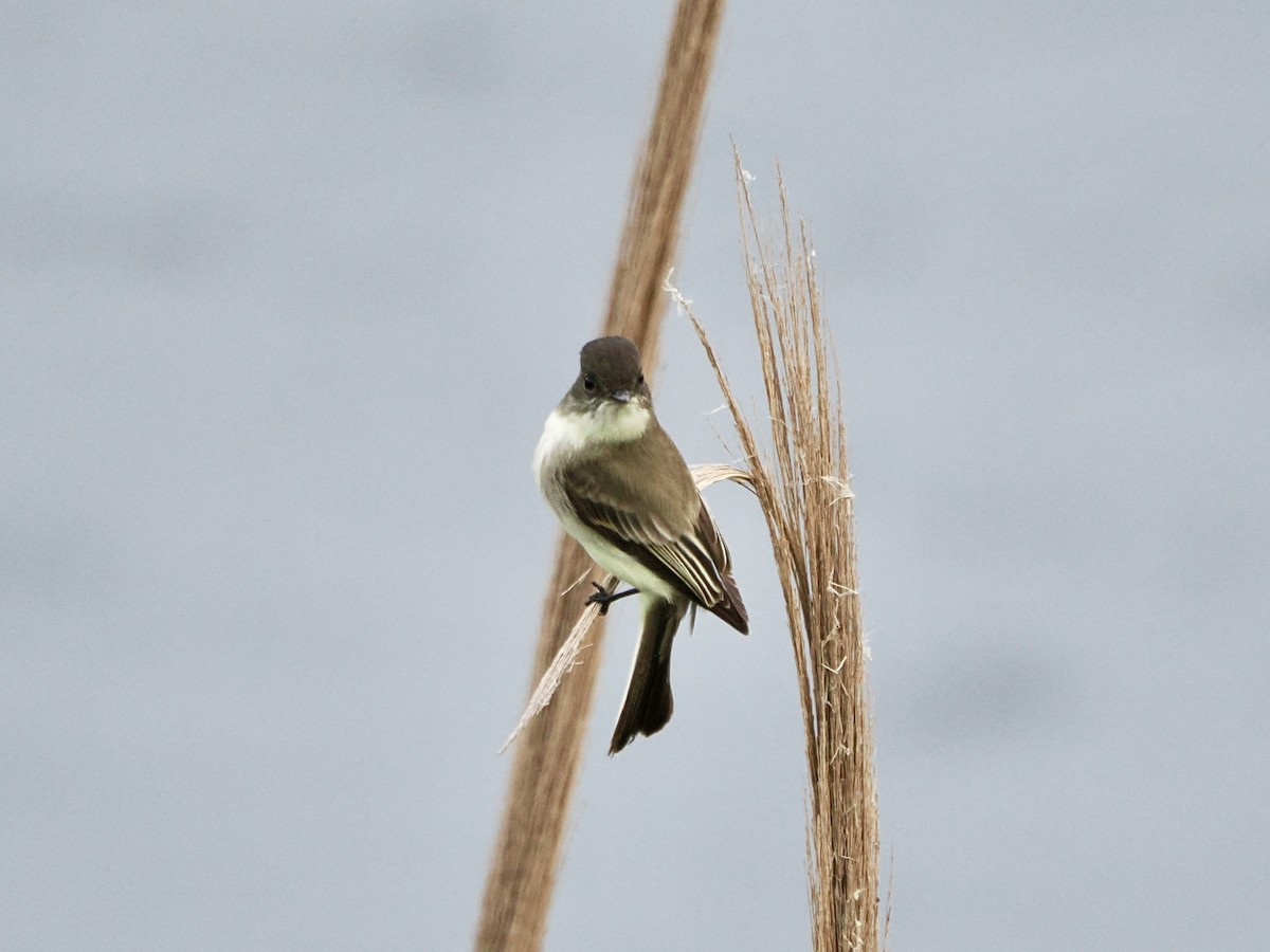 Eastern Phoebe - ML646851014