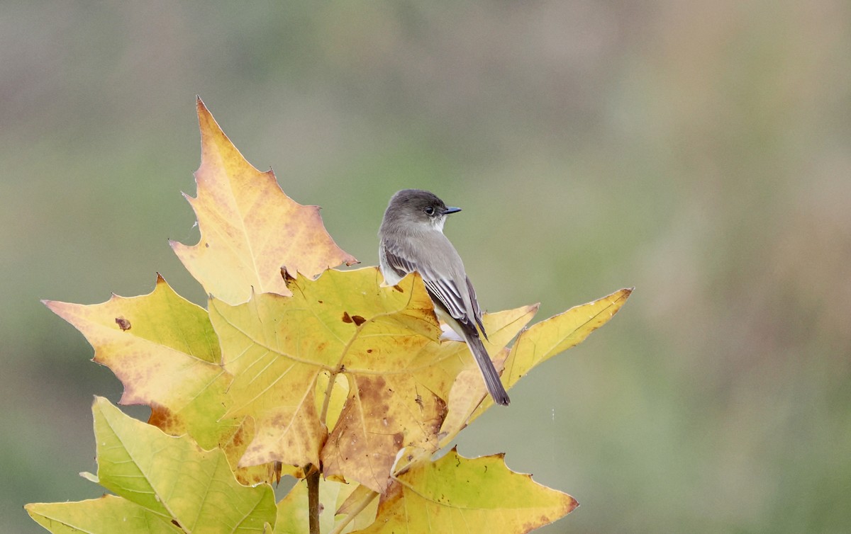 Eastern Phoebe - ML646851015
