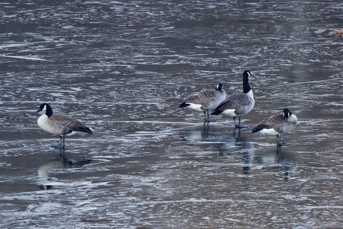 Canada Goose - ML646851027