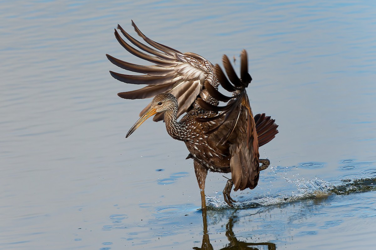 kurlan chřástalovitý - ML646851028