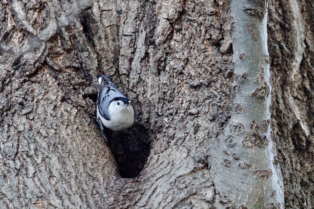 White-breasted Nuthatch (Eastern) - ML646851038