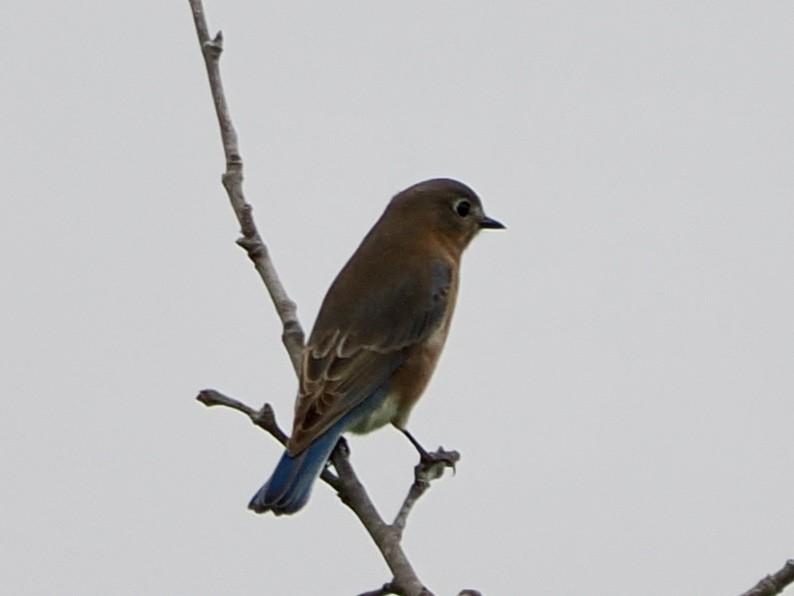 Блакитник східний - ML646851039