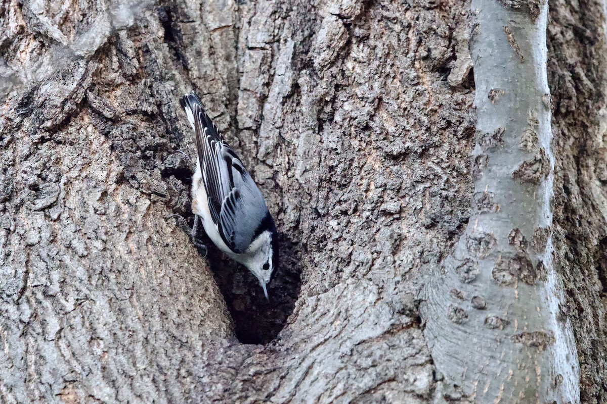 White-breasted Nuthatch (Eastern) - ML646851040