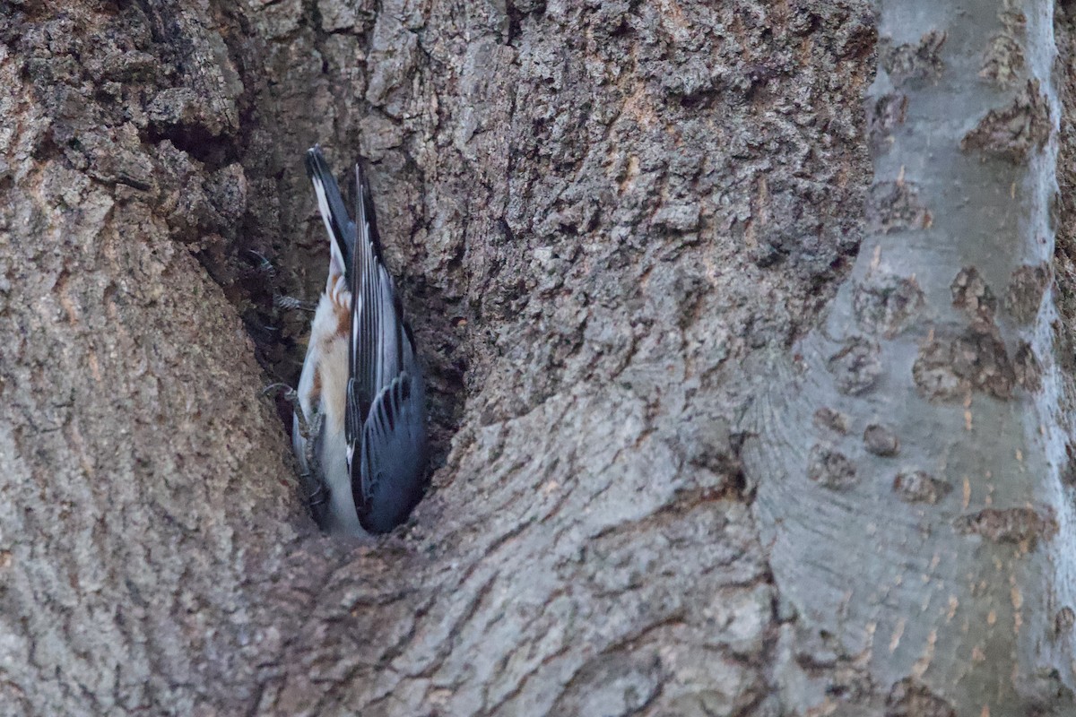 White-breasted Nuthatch (Eastern) - ML646851042