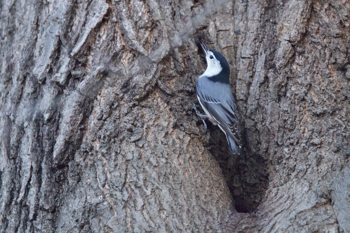 White-breasted Nuthatch (Eastern) - ML646851043