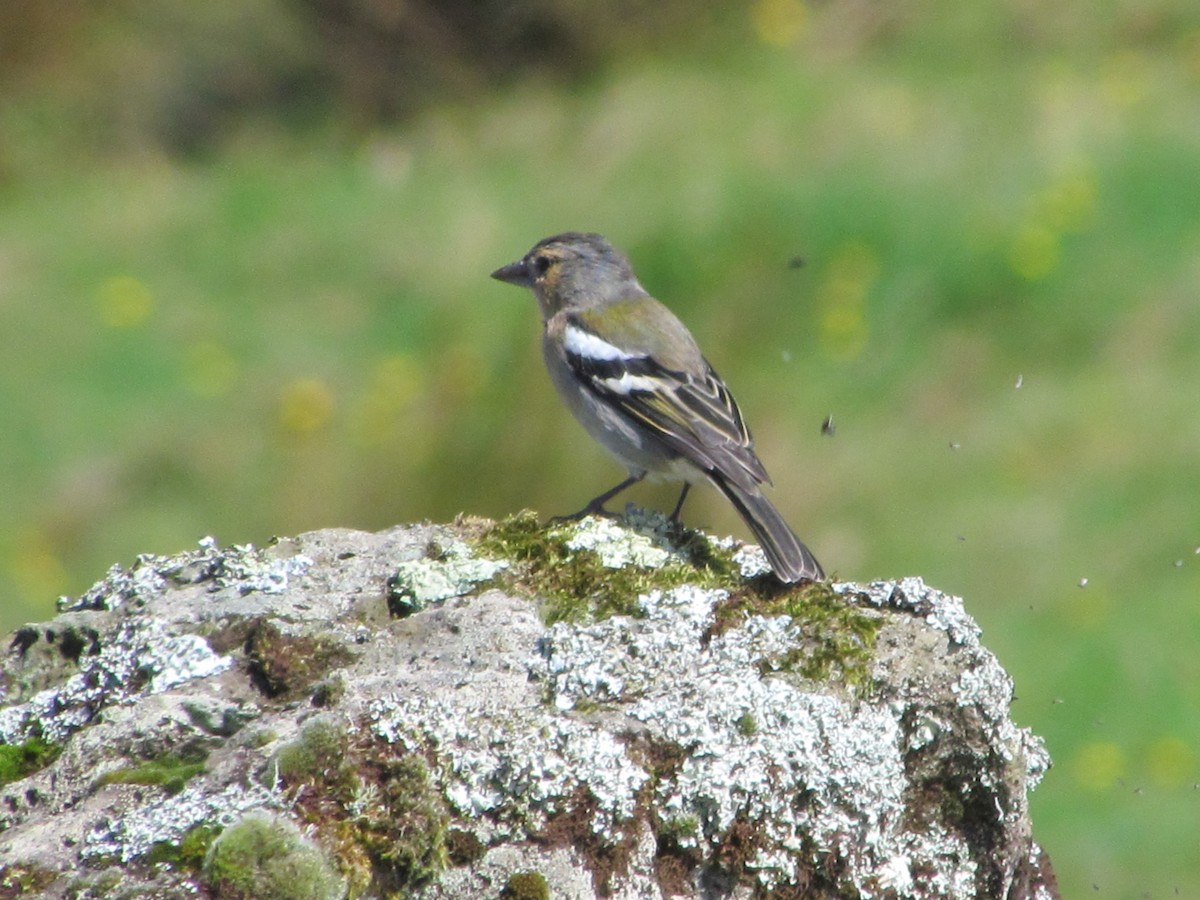 Azores Chaffinch - ML646851046