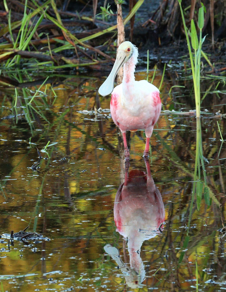 Roseate Spoonbill - ML646851048