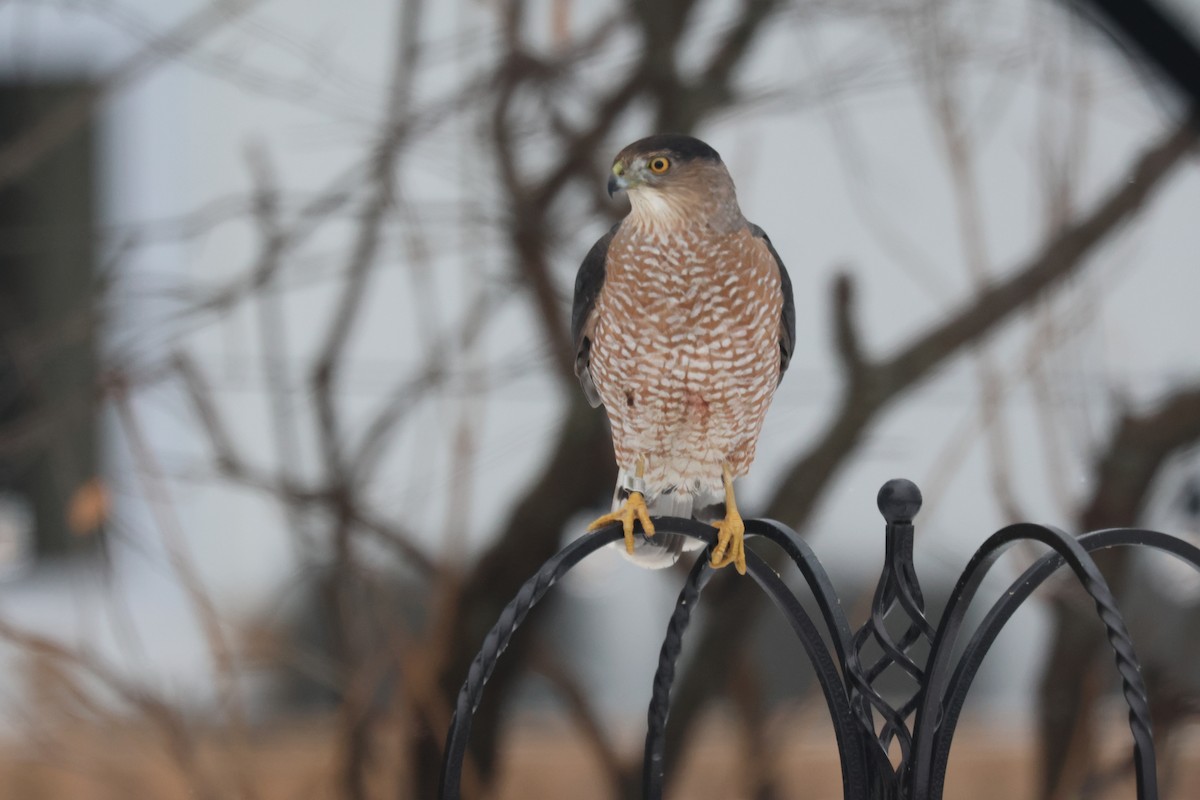 Куперов ястреб - ML646851052