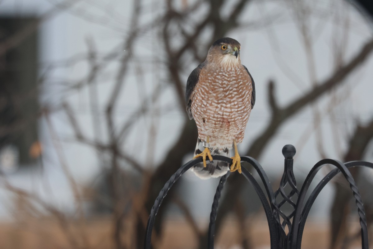 Куперов ястреб - ML646851059