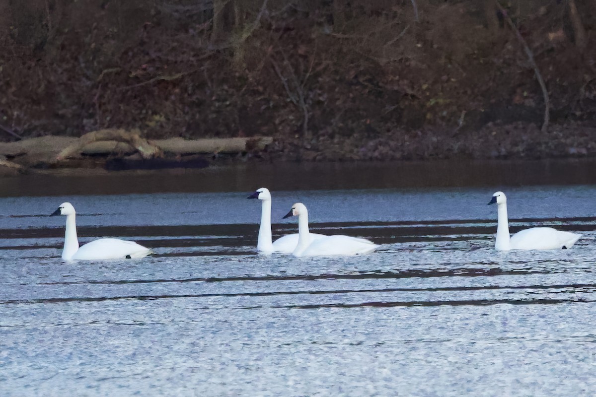 小天鵝(columbianus) - ML646851064