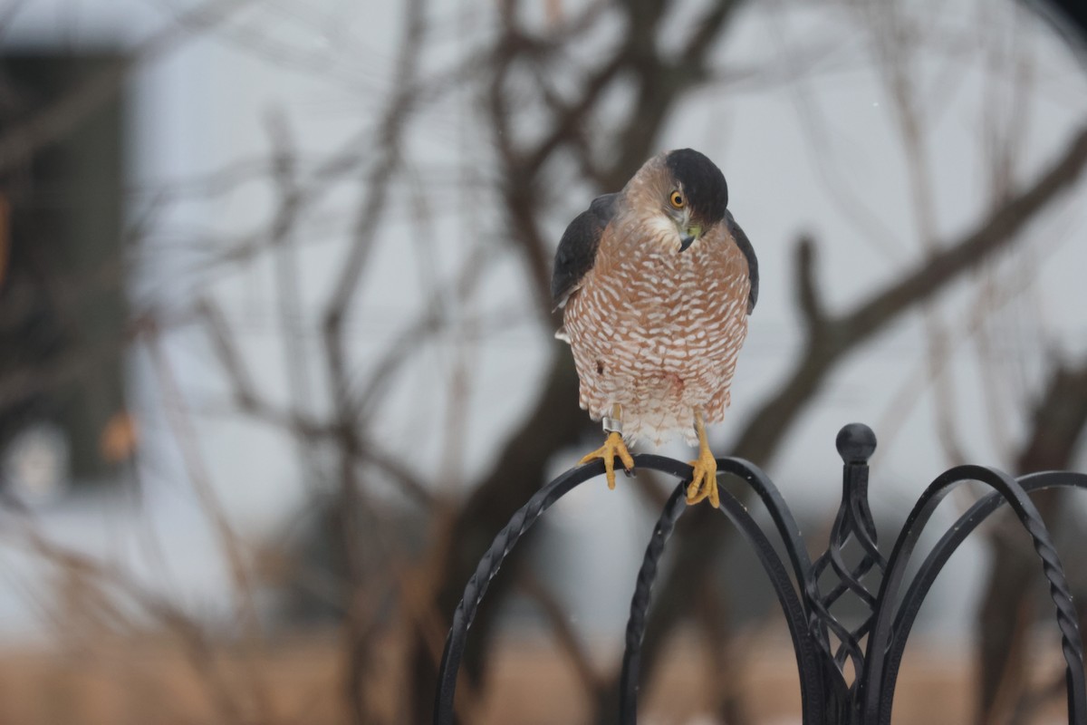 Куперов ястреб - ML646851067