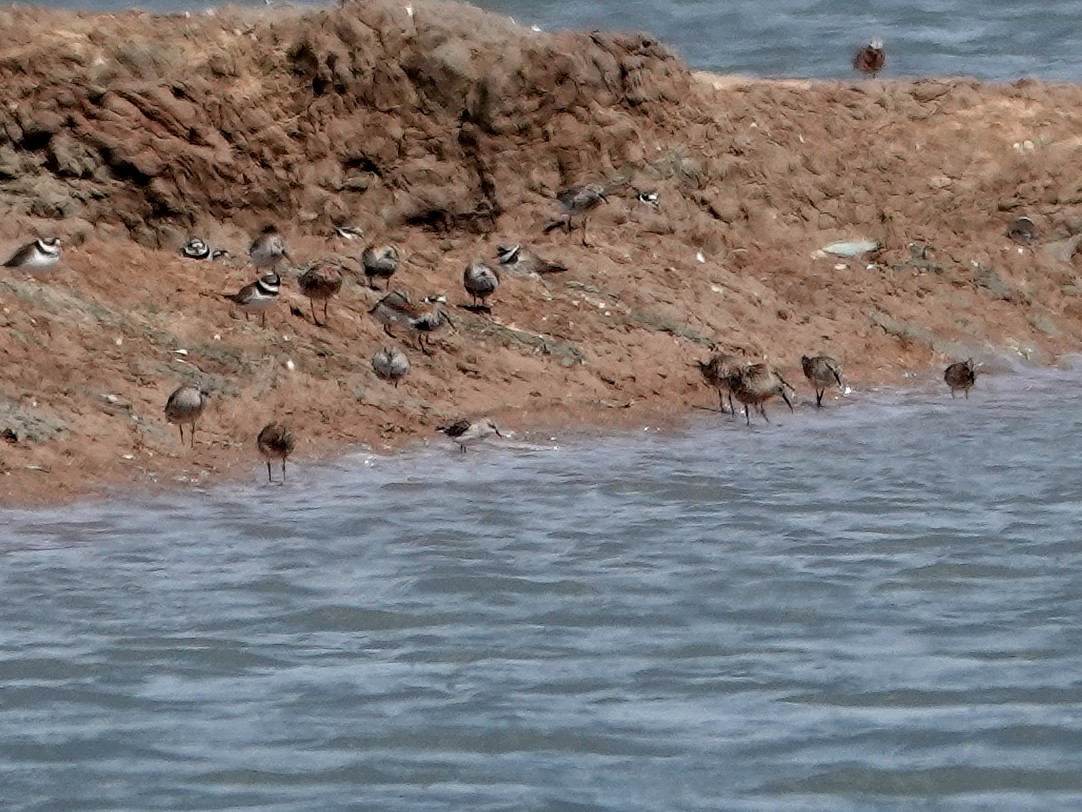 Piovanello comune - ML646851073