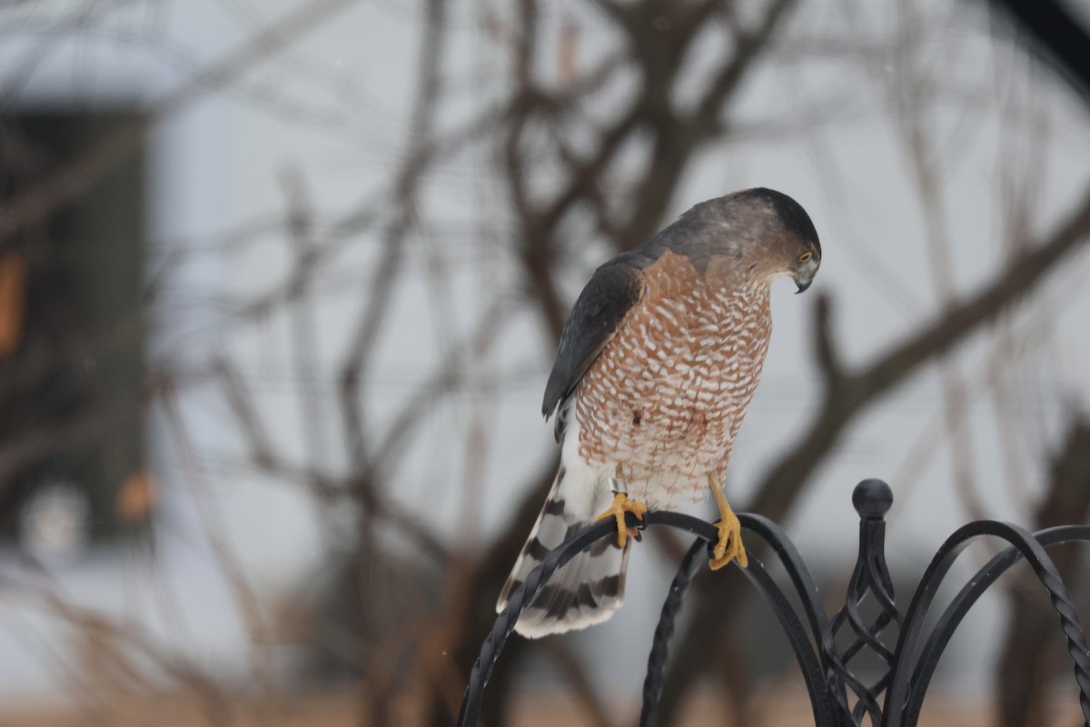 Куперов ястреб - ML646851078