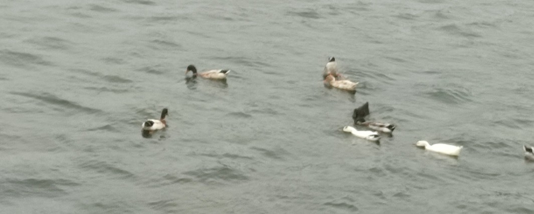 Stockente - ML646851079